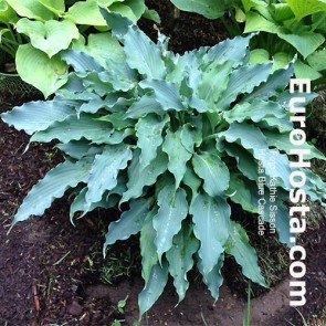 Hosta-Blue-Cascade-Eurohosta