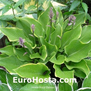 Hosta Plum Pudding