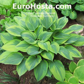 EuroHosta.com   Hosta Abiqua Moonbeam