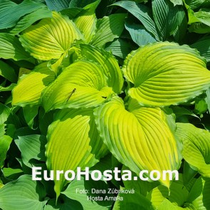 Hosta Amalia