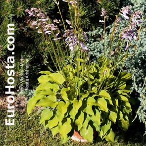 Hosta Spinach Soufflé