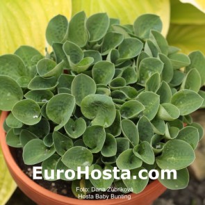 Hosta Plum Pudding