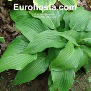 Hosta Ben Vernooij - Eurohosta