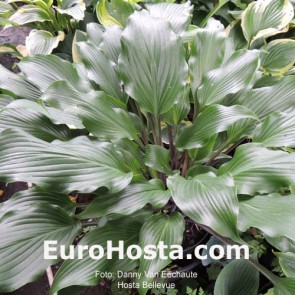 Hosta Plum Pudding