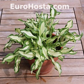 Hosta Plum Pudding