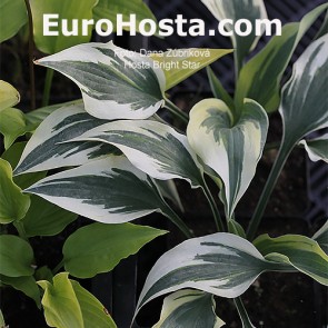 Hosta Bright Star - Eurohosta 