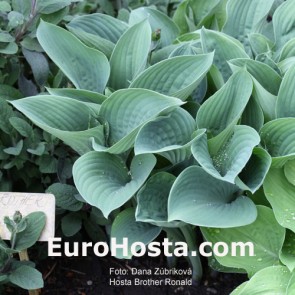 Hosta Brother Ronald - Eurohosta