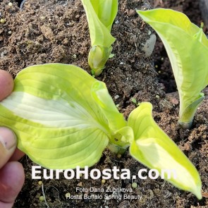 Hosta Buffalo Black Soup