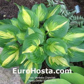 Hosta Center of Attention 