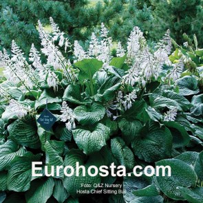 Hosta Ben Vernooij - Eurohosta