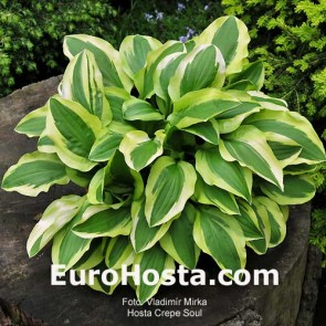 Hosta Plum Pudding