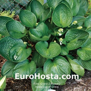 Hosta Cup of Grace - Eurohosta