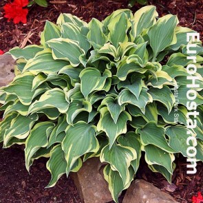 Hosta Plum Pudding