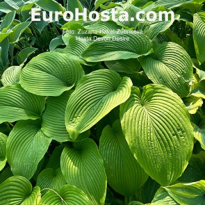 Hosta Plum Pudding