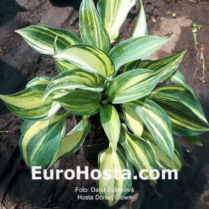 Hosta Dorset Clown - Eurohosta 