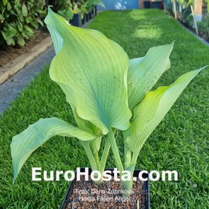 Hosta Plum Pudding
