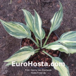 Hosta Plum Pudding