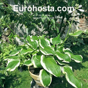 Fragrant Surprise
