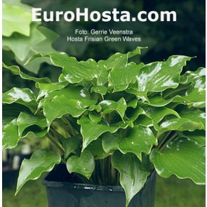 Frisian Green Waves 