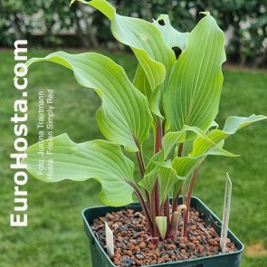 Frisian Simply Red 