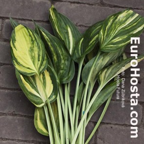 Hosta Plum Pudding