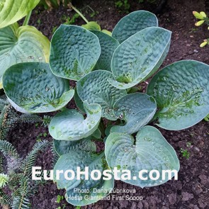 Hosta The Mighty Quinn