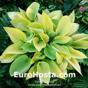 Hosta Plum Pudding