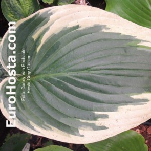 Hosta Plum Pudding