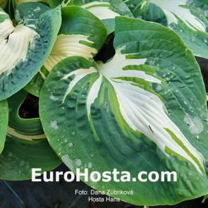 Hosta Plum Pudding