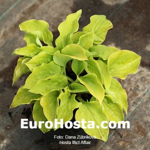 Hosta Plum Pudding