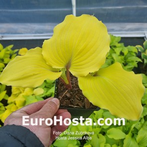 Hosta Plum Pudding
