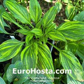 Hosta Kaleidochrome - Eurohosta