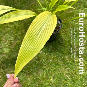 Hosta Kabuki - Eurohosta