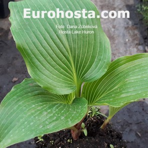 Hosta Golden Oriole