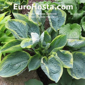 Hosta Ben Vernooij - Eurohosta