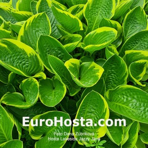 Hosta Quilting Bee