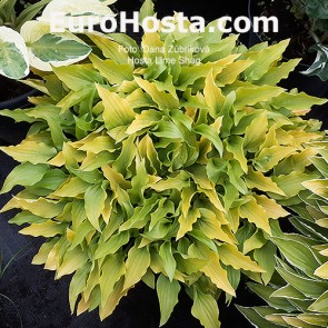 Hosta Royal Tiara