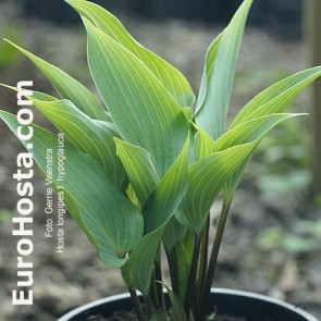 Hypoglauca