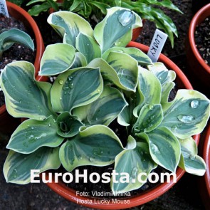 Hosta Plum Pudding