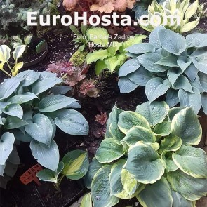 Hosta MIX 