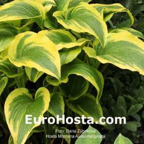 Hosta Montana Aureomarginata - Eurohosta