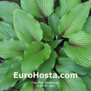 Hosta Katana