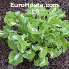 Hosta Royal Tiara