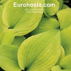 Hosta Plum Pudding