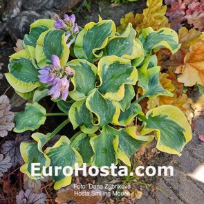 Hosta Plum Pudding