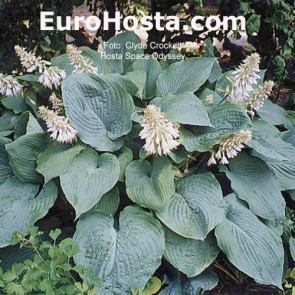 Hosta Ben Vernooij - Eurohosta