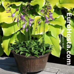 Hosta Plum Pudding