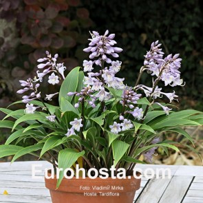 Hosta Plum Pudding