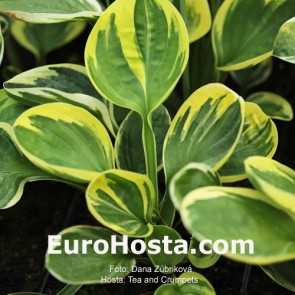 Hosta Tea and Crumpets - Eurohosta