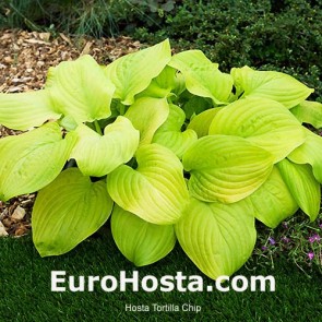 Hosta Riviera Sunset